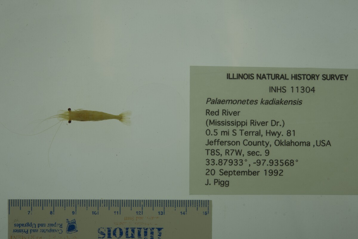 Palaemonetes kadiakensis image